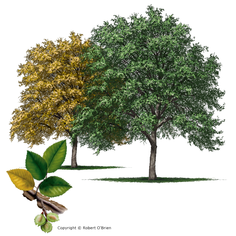 Cedar Elm Tree illustration - Copyright Robert O'Brien (Courtesy of Texas A&M Forest Service)