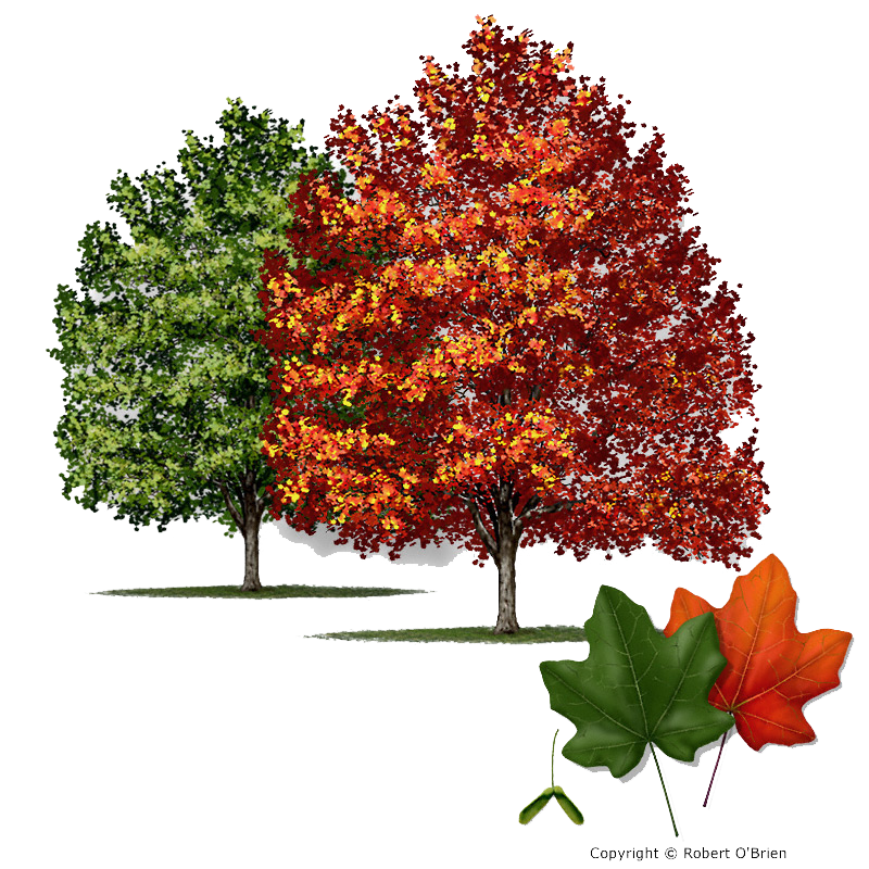 Bigtooth Maple Tree illustration - Copyright Robert O'Brien (Courtesy of Texas A&M Forest Service)