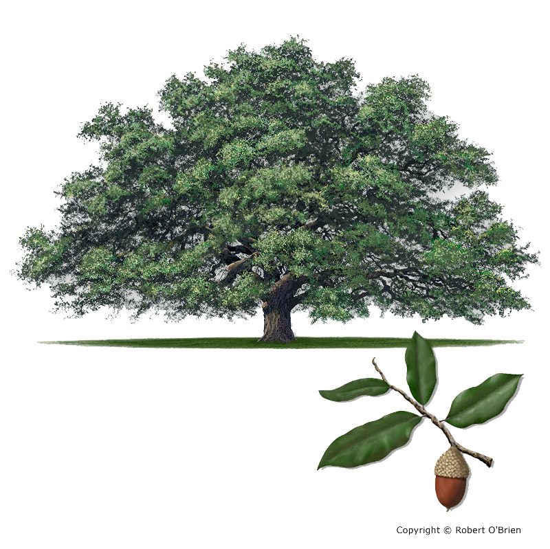 Live Oak Tree illustration - Copyright Robert O'Brien (Courtesy of Texas A&M Forest Service)